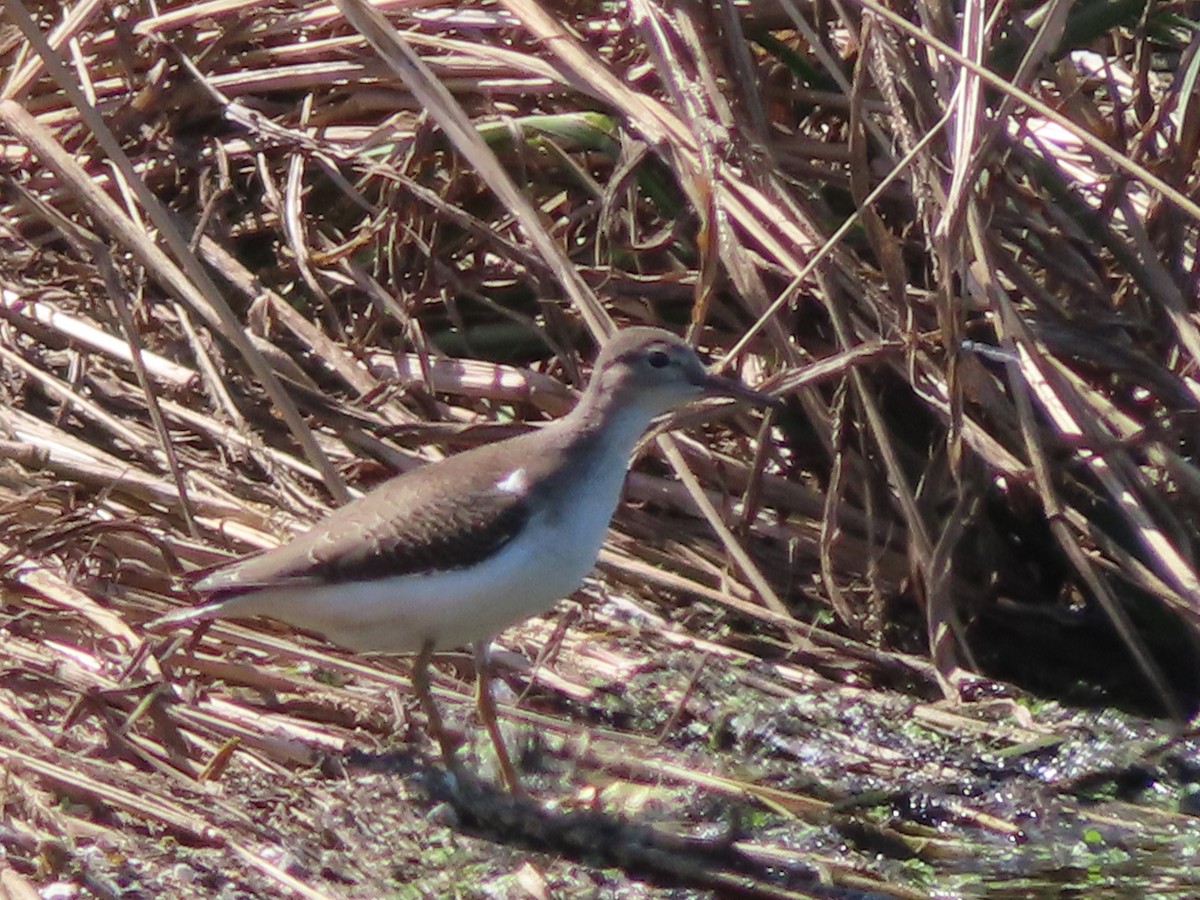 Spotted Sandpiper - ML256975001