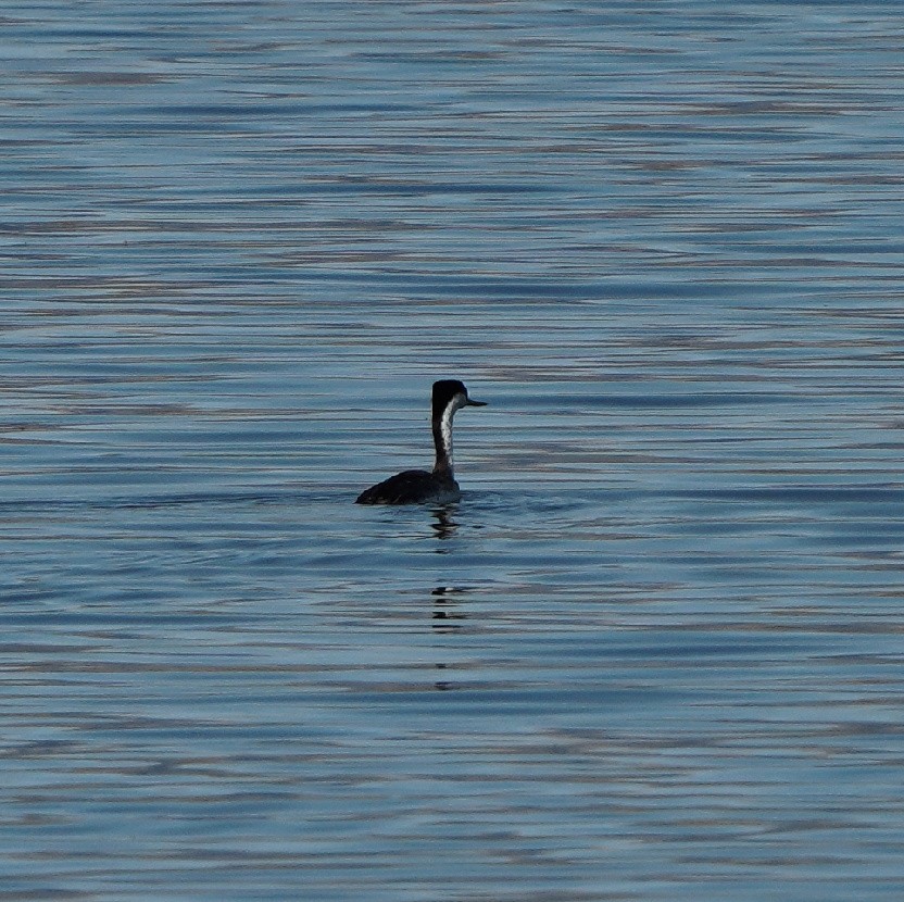 Western Grebe - ML256975781