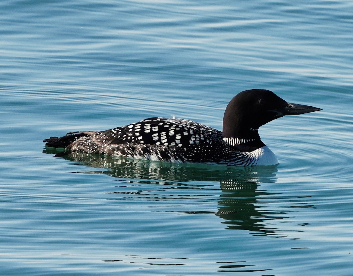 Plongeon huard - ML256975951