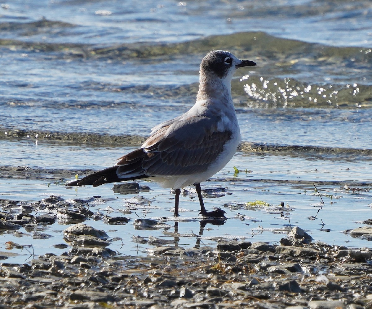 Mouette de Franklin - ML256976071