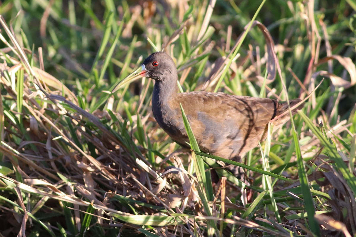 Plumbeous Rail - Luiz Alberto dos Santos