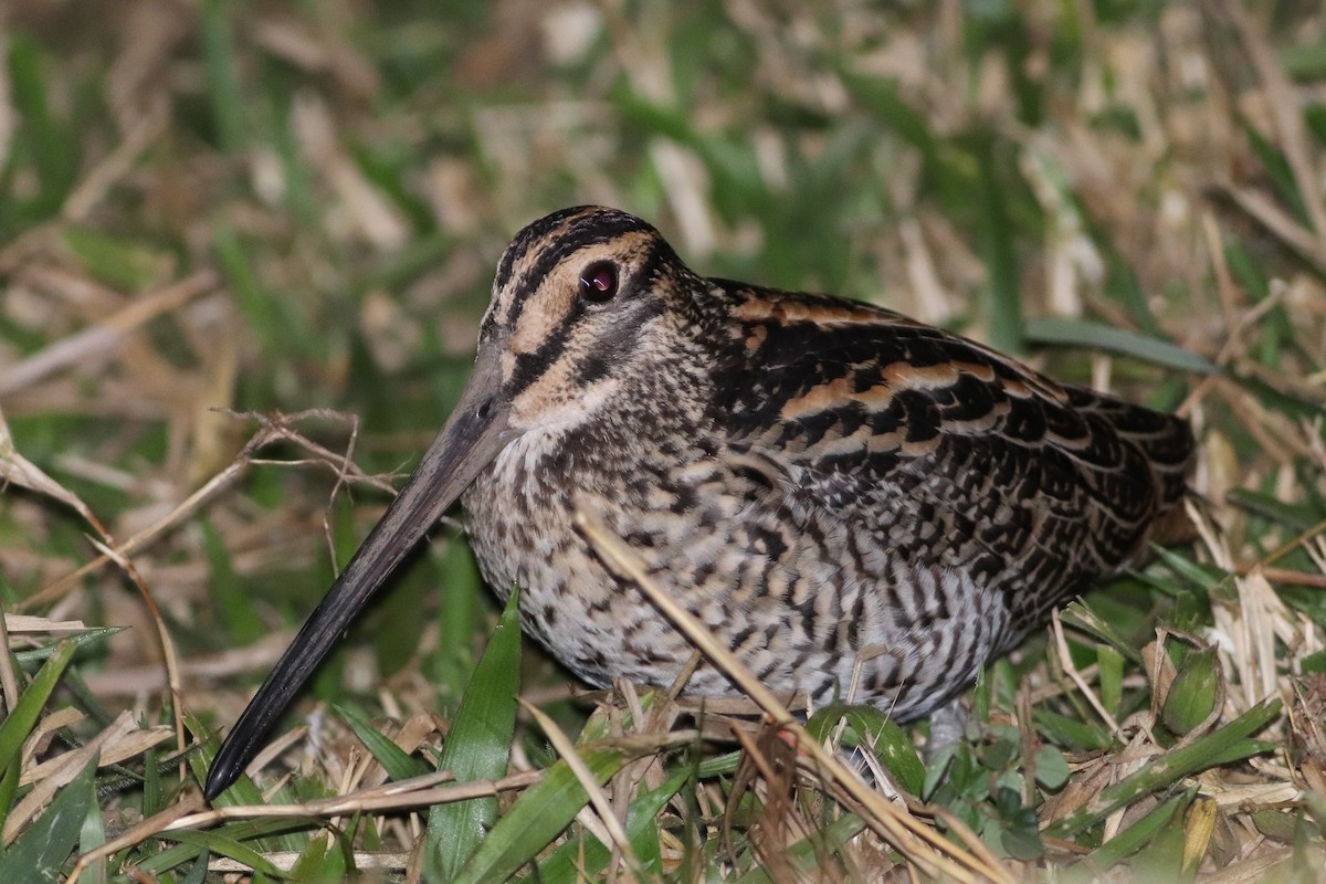 Giant Snipe - ML256976951