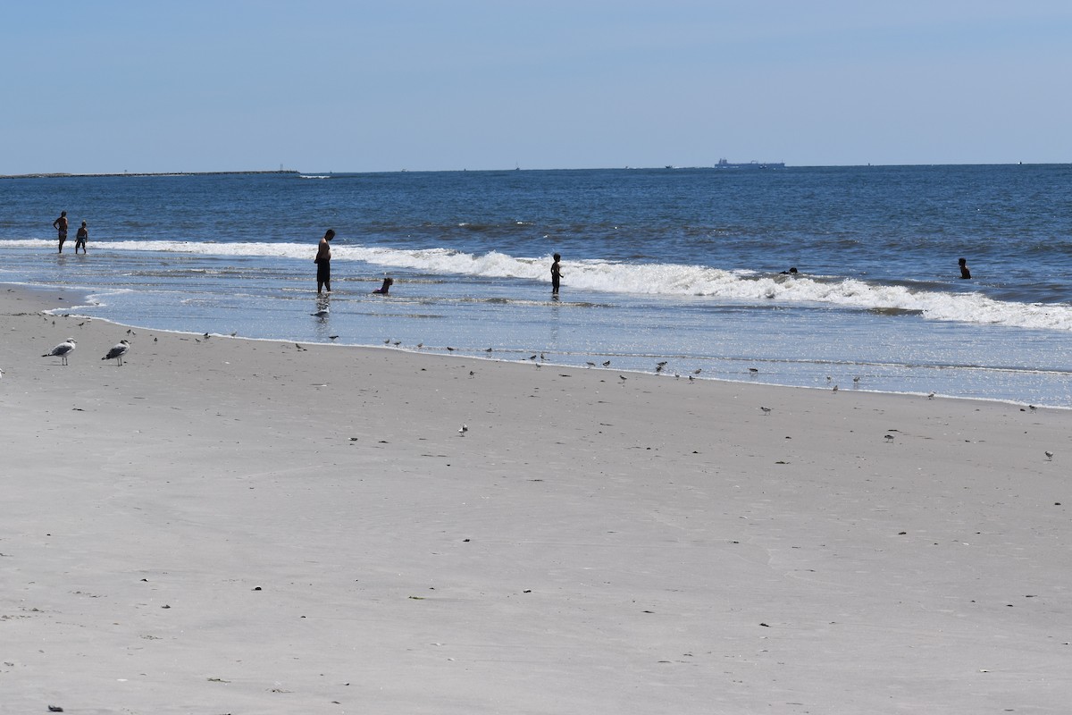 Piping Plover - ML256977831