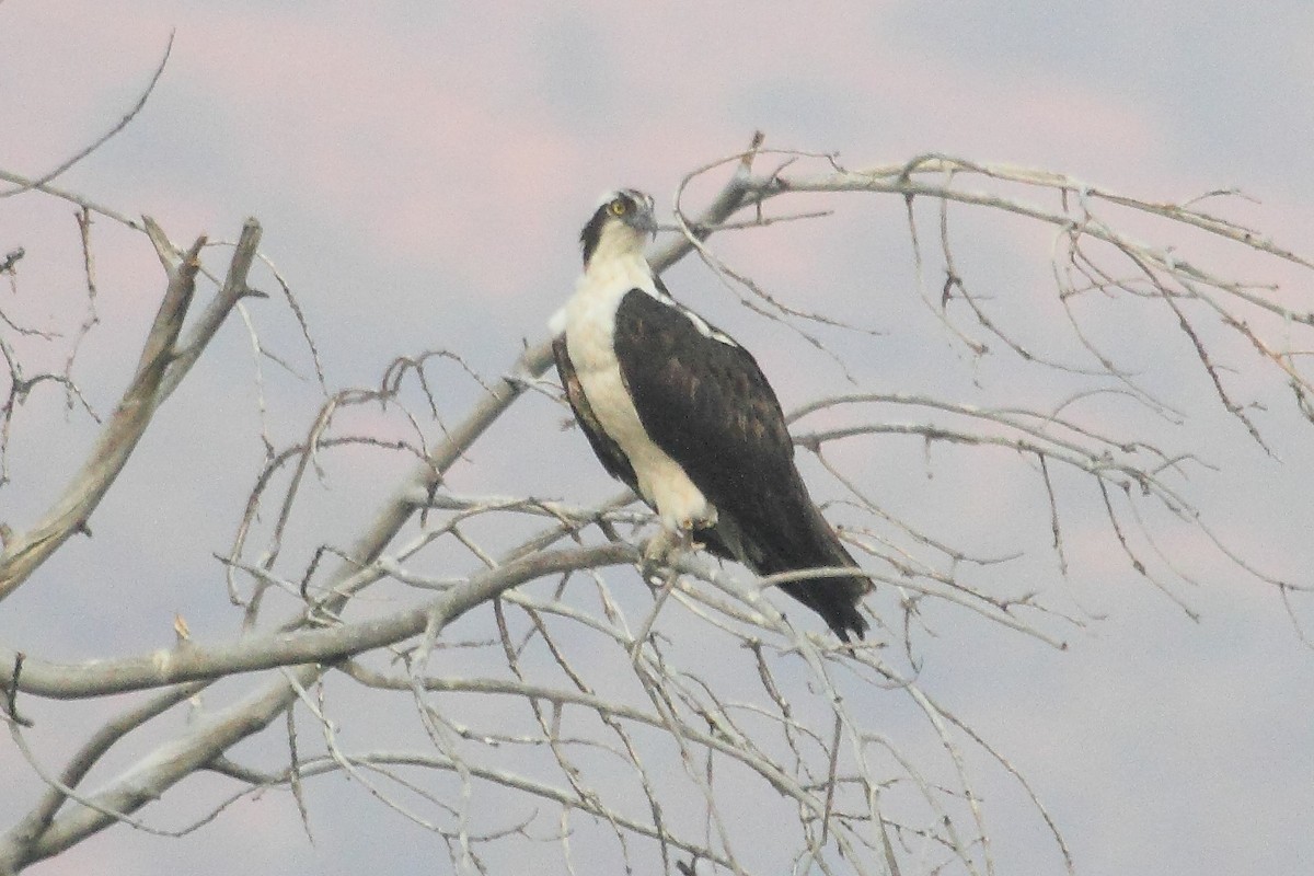 Osprey - Rob Lowry