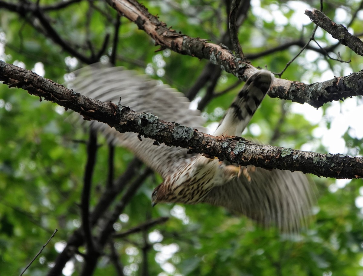 Cooper's Hawk - ML256981481