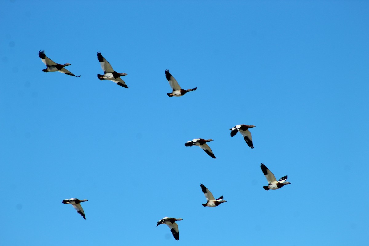 Ashy-headed Goose - ML256981491