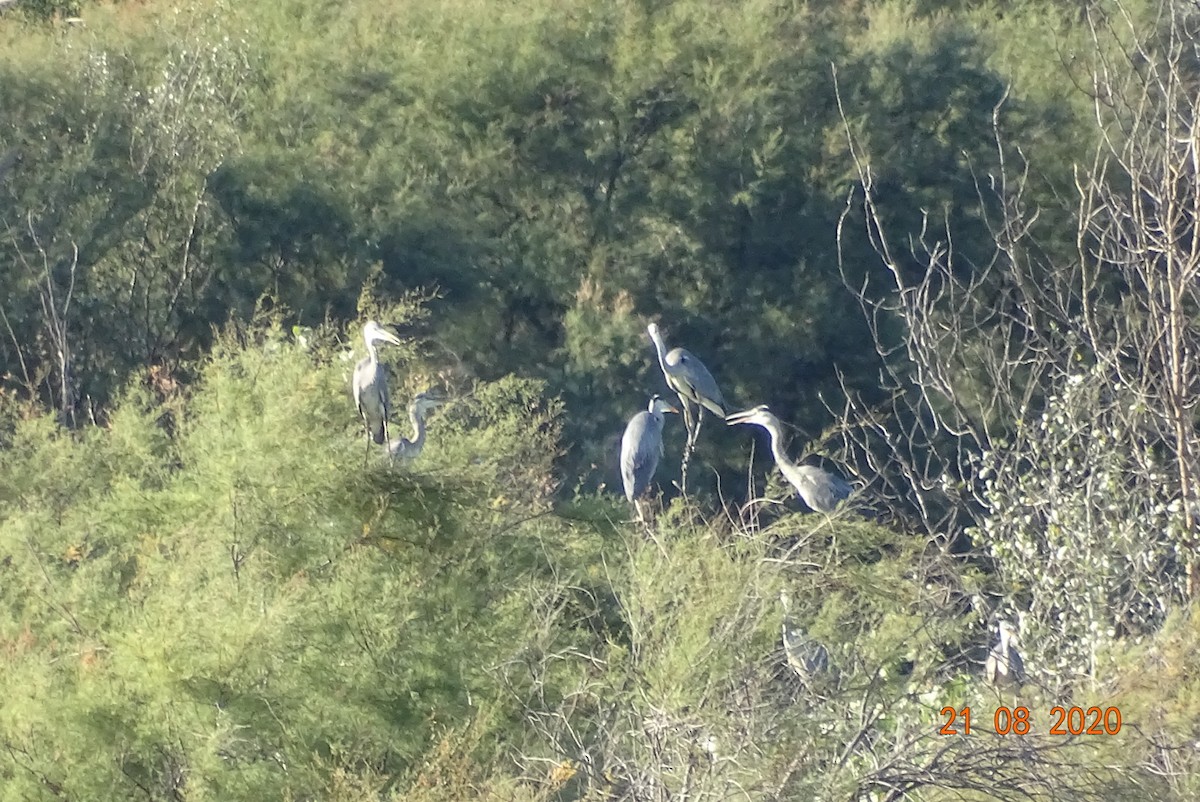 Gray Heron - Miguel Martín Calvo