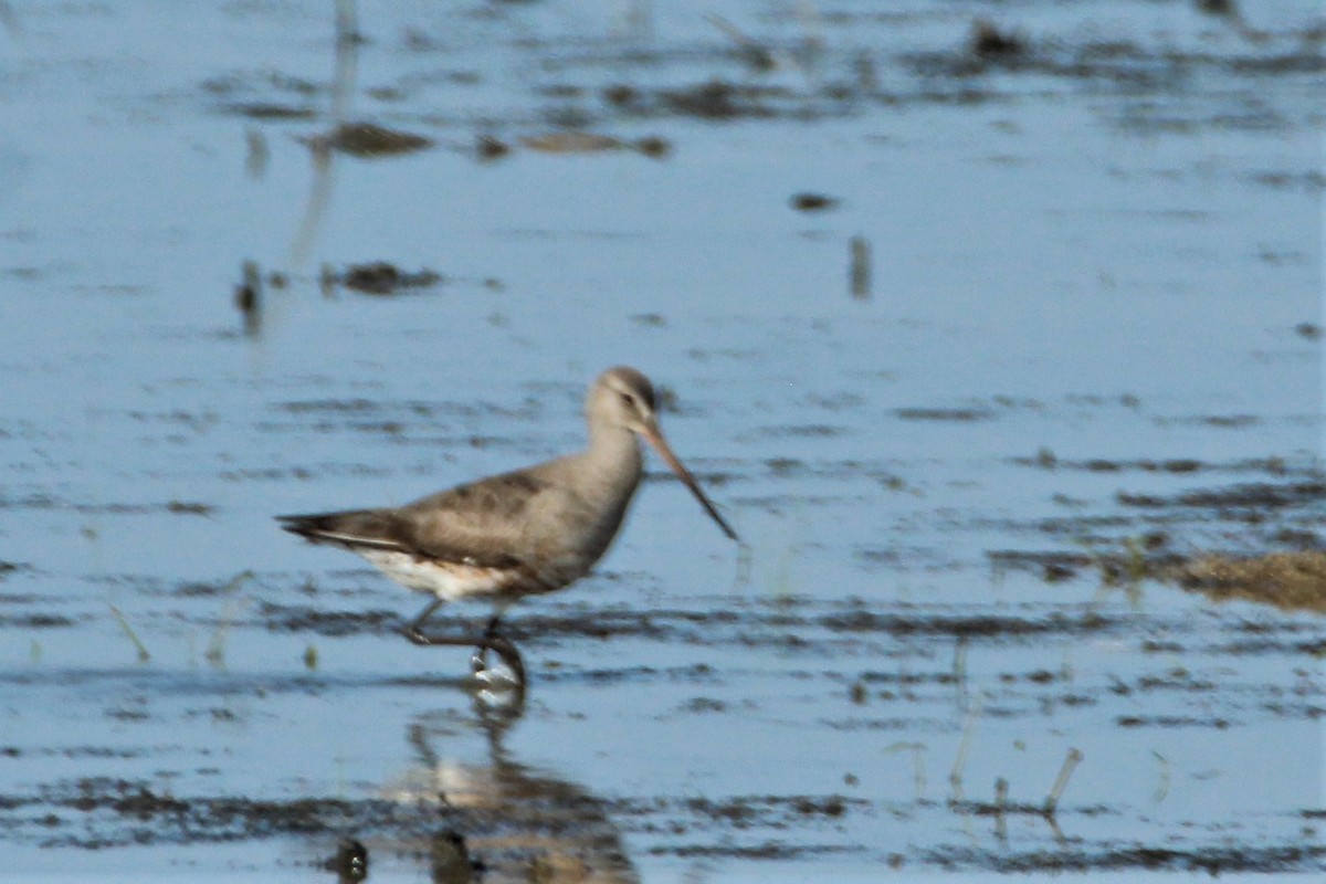 Hudsonian Godwit - ML256984881