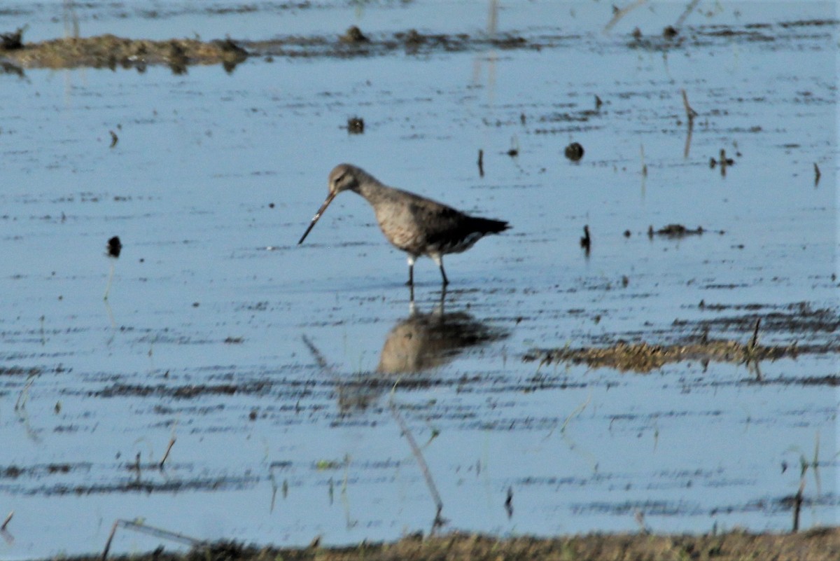 Hudsonian Godwit - ML256985051