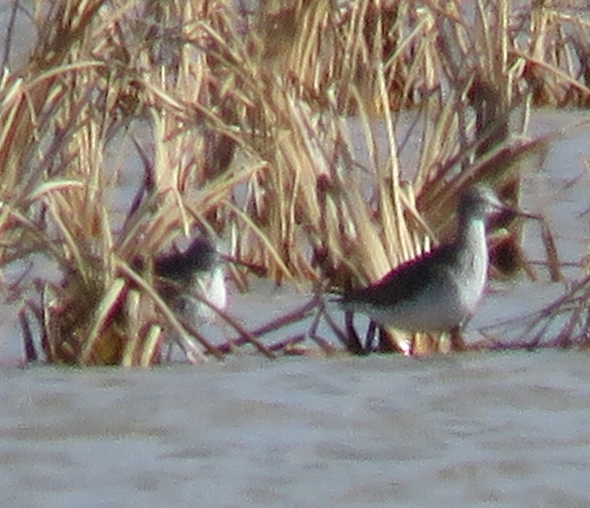 Greater Yellowlegs - ML25698551