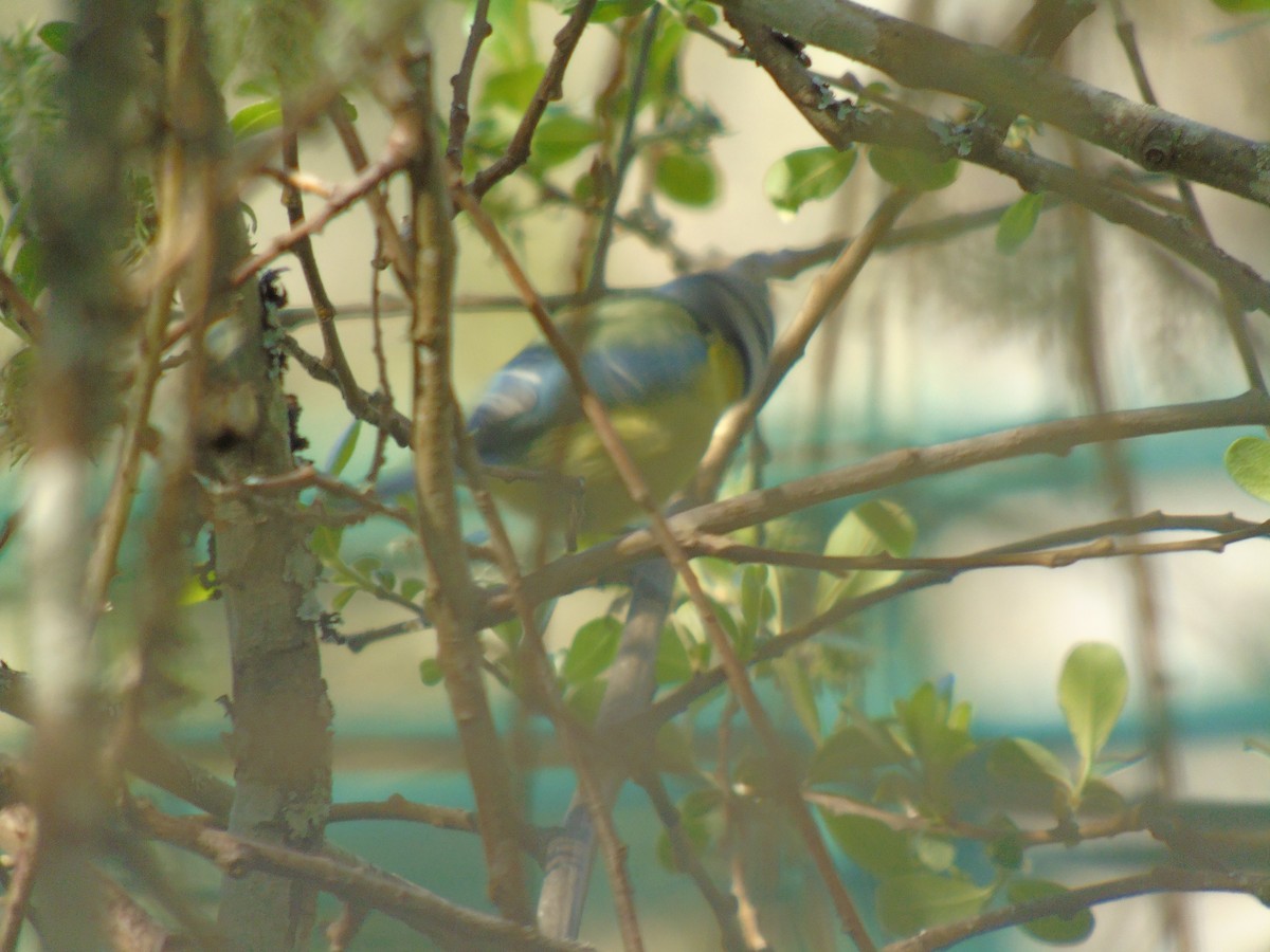 Eurasian Blue Tit - ML25698681