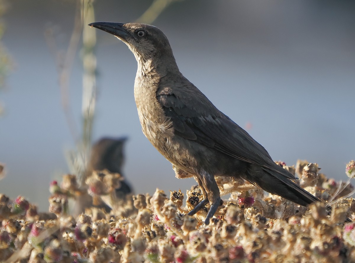 Great-tailed Grackle - ML256988171