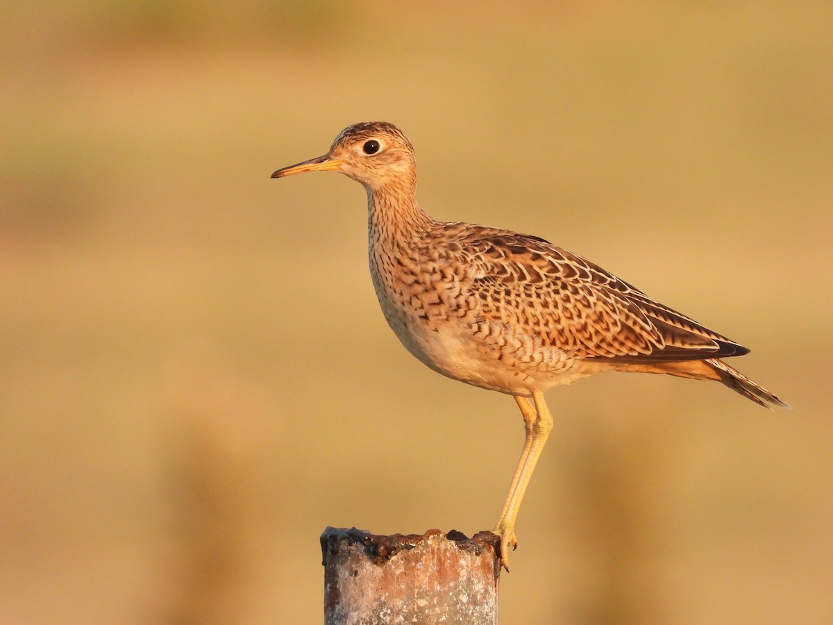 Upland Sandpiper - ML256988331