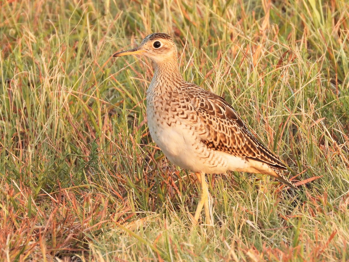 Upland Sandpiper - ML256988351