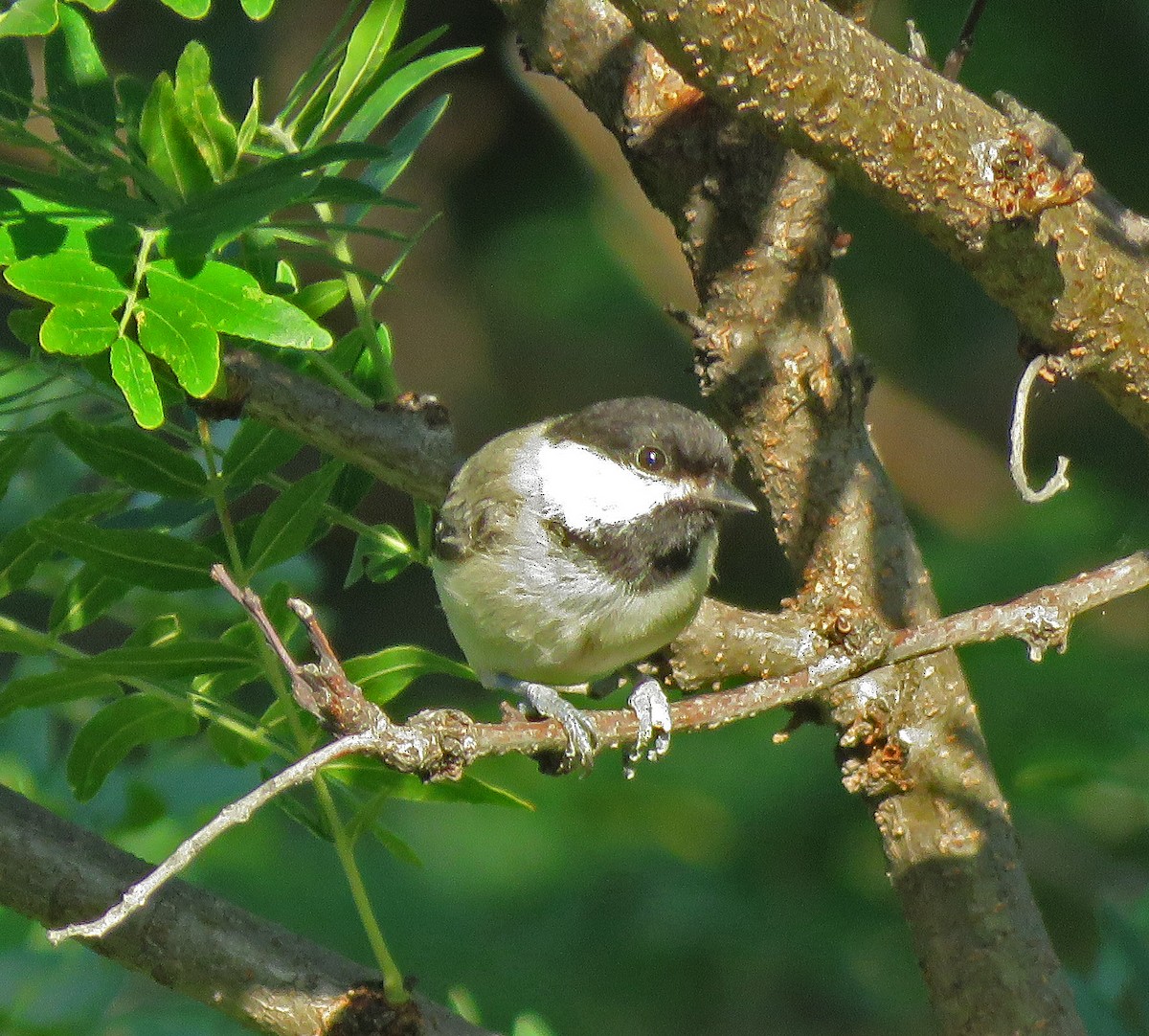 Black-capped Chickadee - ML256990771