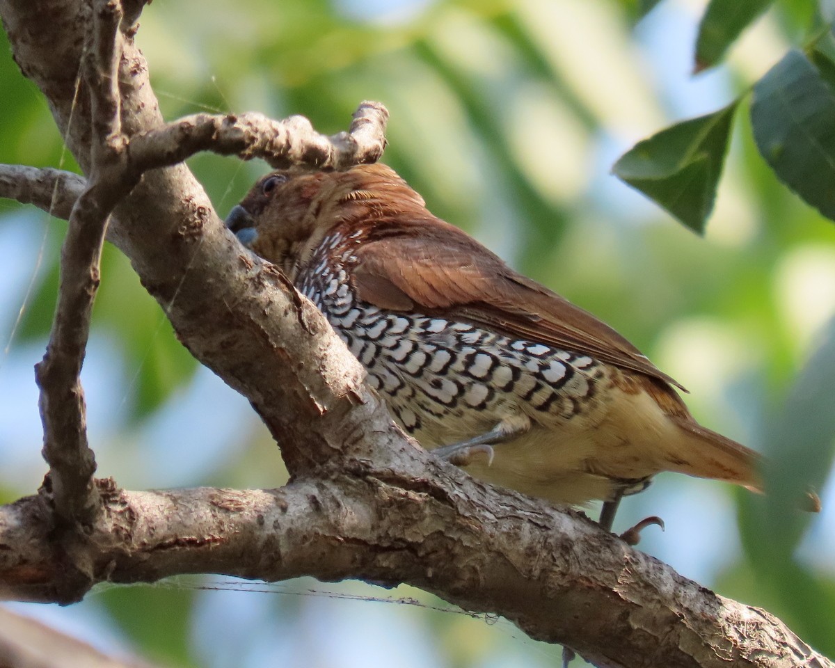 Scaly-breasted Munia - greg slak