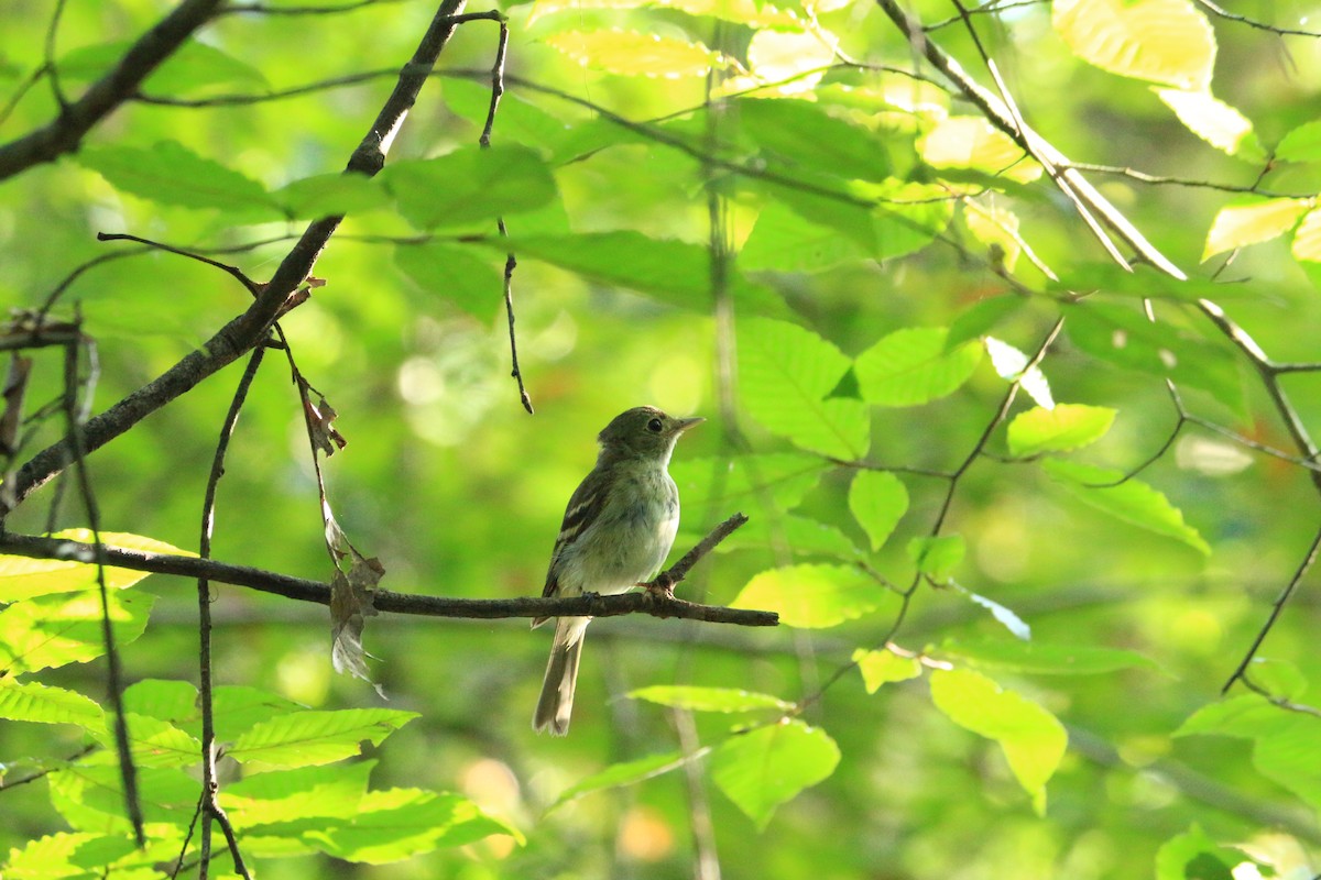 Acadian Flycatcher - Leslie Landry