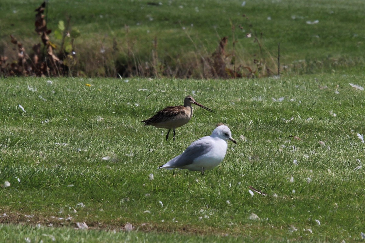 Marbled Godwit - ML256993941