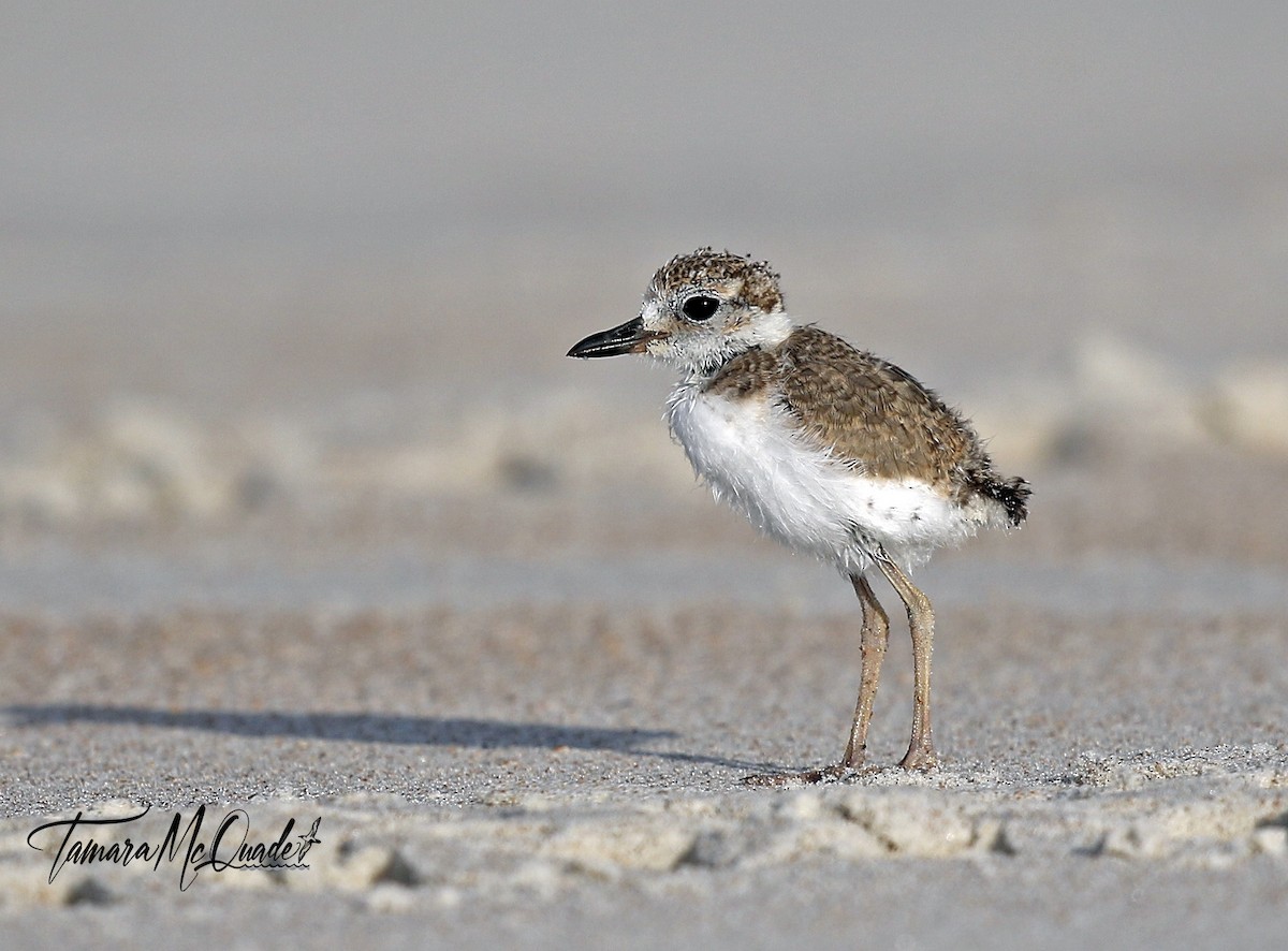 Wilson's Plover - Tammy McQuade