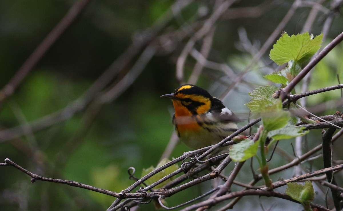 Blackburnian Warbler - ML256995481