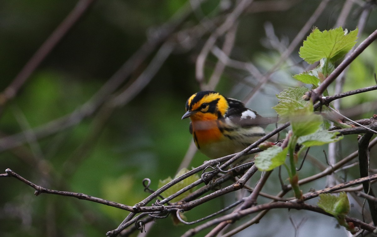 Blackburnian Warbler - ML256995501