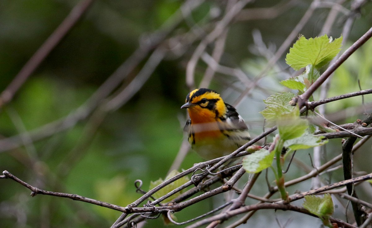 Blackburnian Warbler - ML256995511