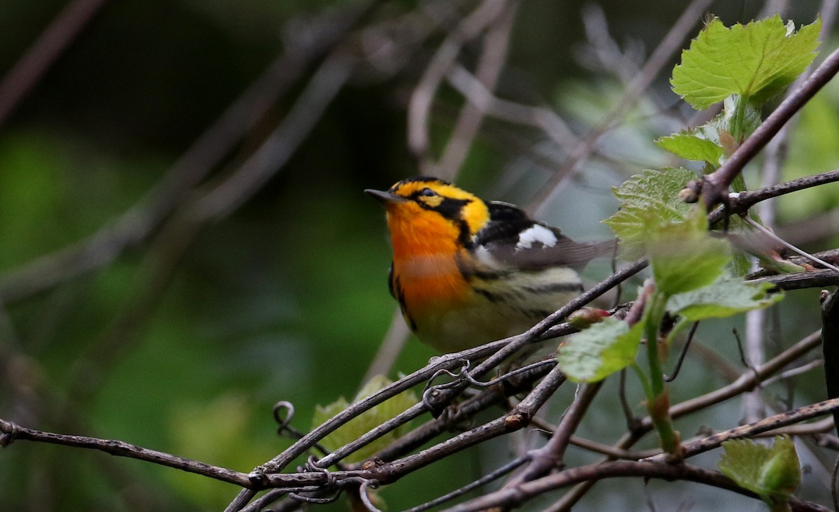 Blackburnian Warbler - ML256995551