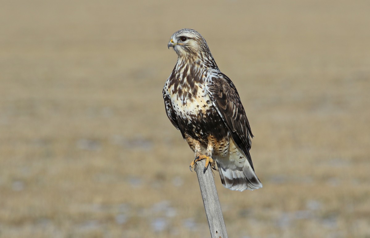 Rough-legged Hawk - Jerry Liguori