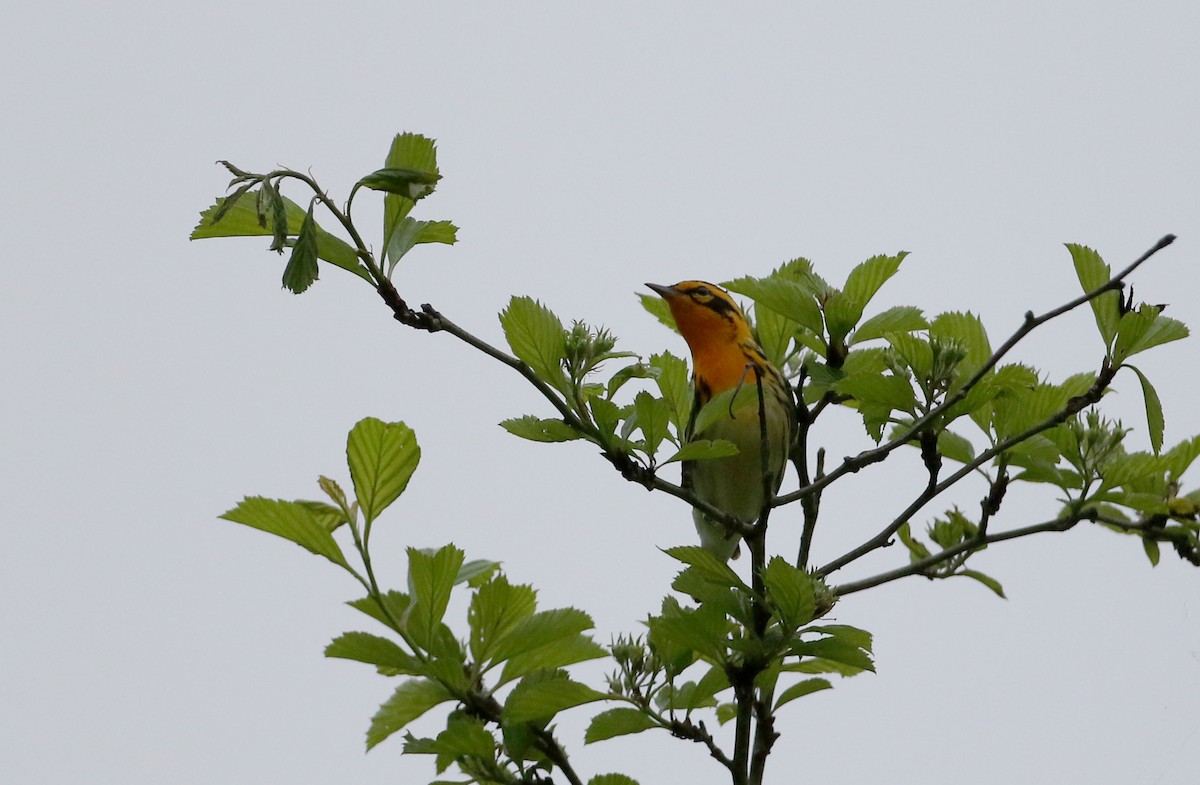 Blackburnian Warbler - ML256995581