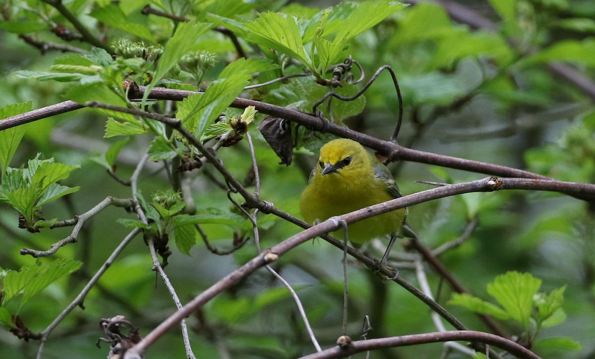 Blauflügel-Waldsänger - ML256995611