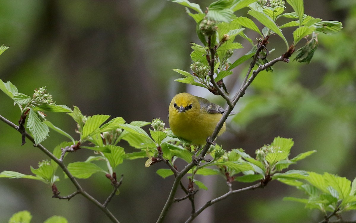 Blauflügel-Waldsänger - ML256995621