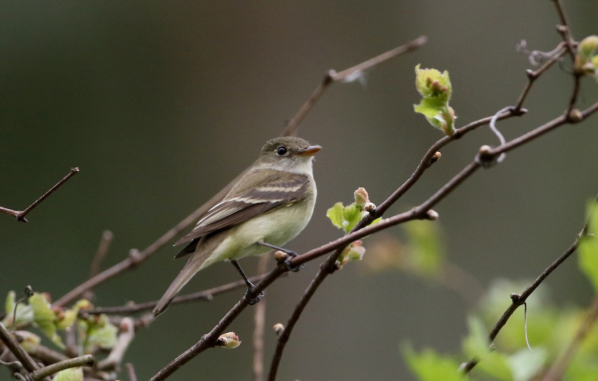 Alder Flycatcher - ML256995691