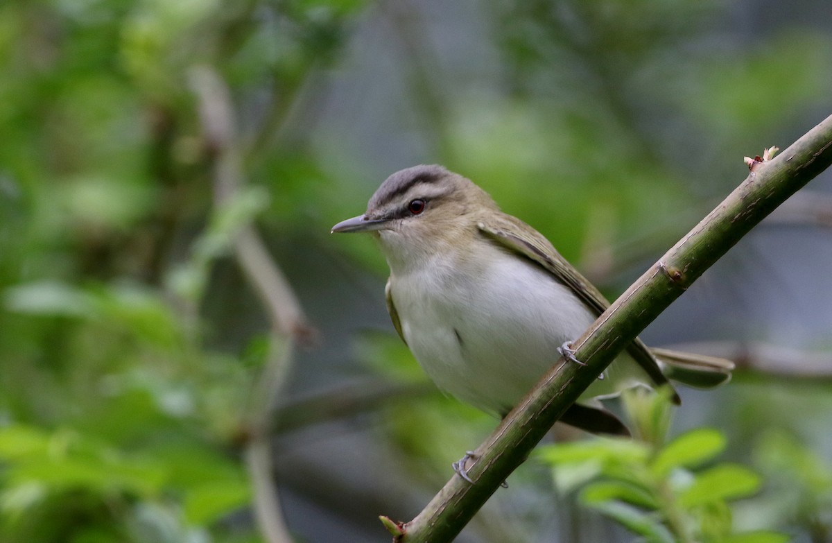 Red-eyed Vireo - ML256995941