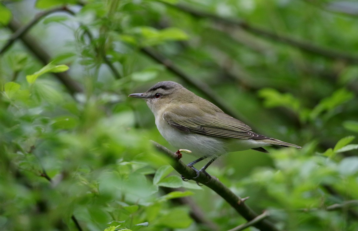 Rotaugenvireo - ML256996081