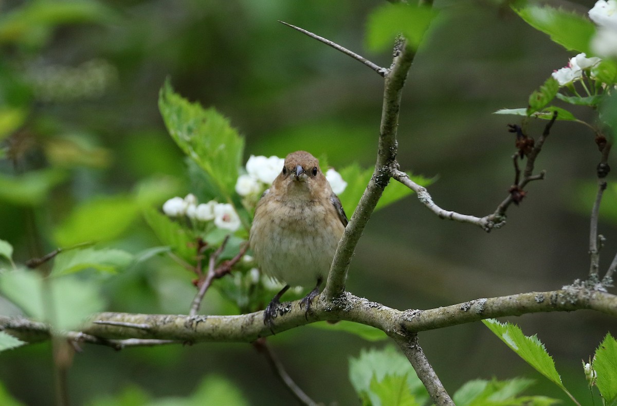 Indigo Bunting - ML256996091