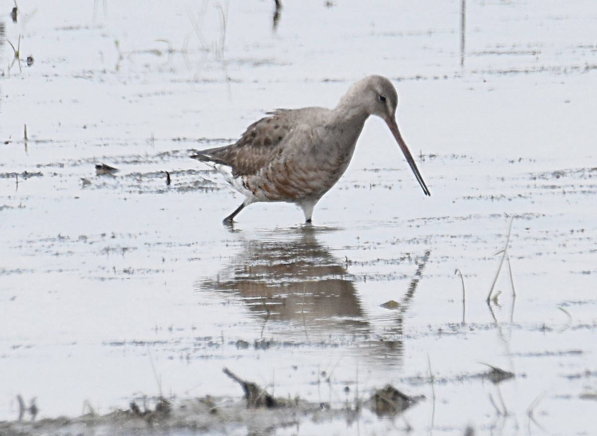 Hudsonian Godwit - ML256996261