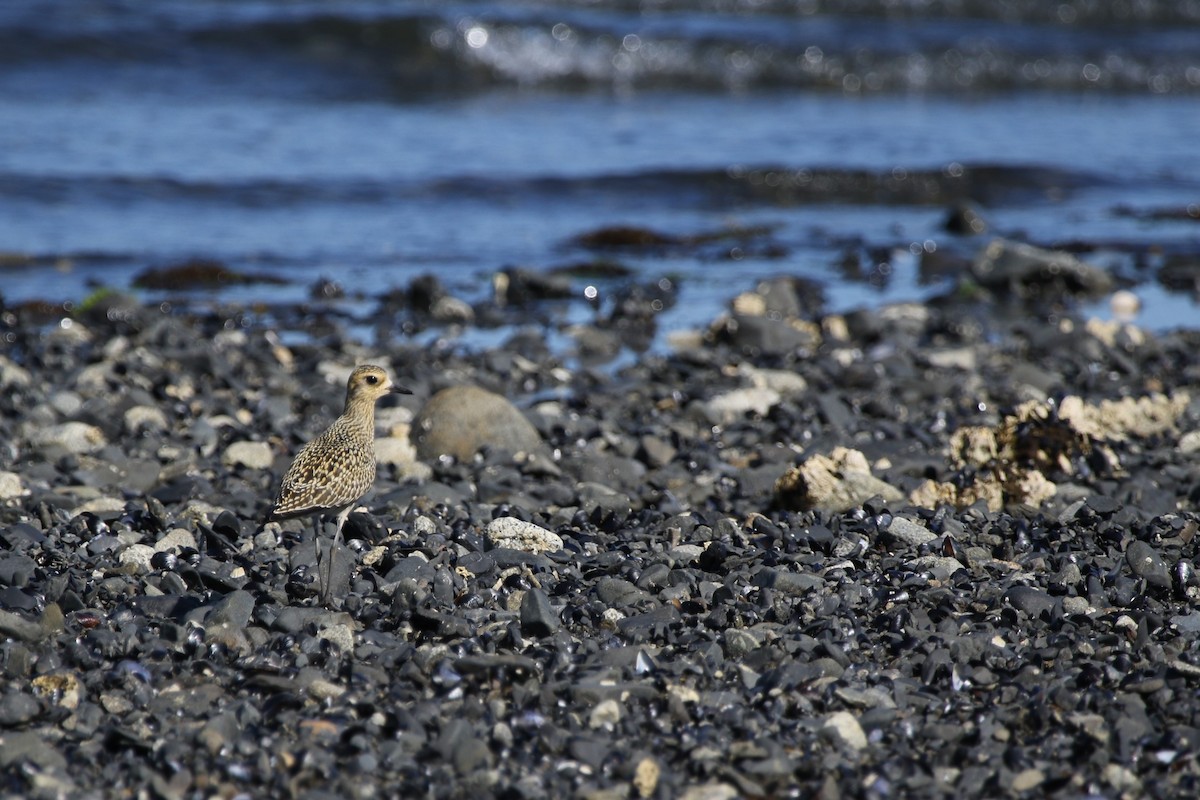 Pacific Golden-Plover - ML256996831