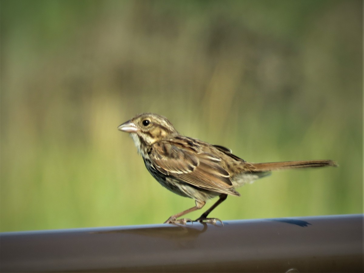 Song Sparrow - ML257000491