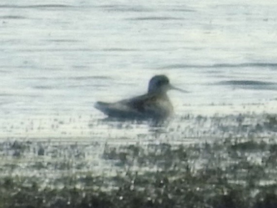 Phalarope à bec étroit - ML257001271