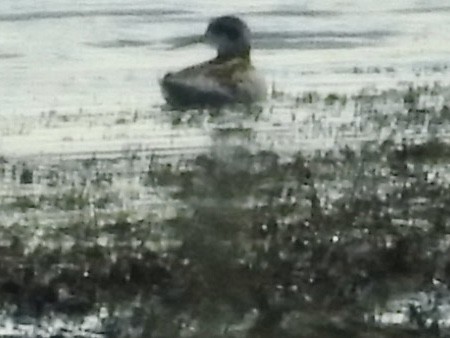 Red-necked Phalarope - Jack Coulter