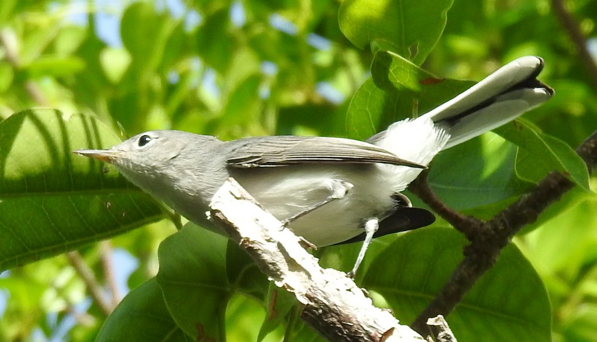 Blue-gray Gnatcatcher - ML257002291