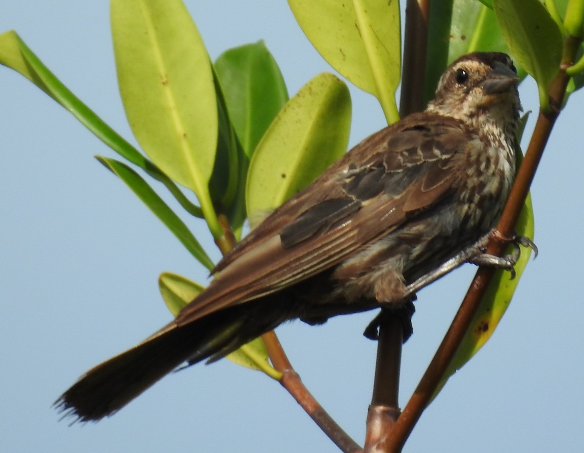 Red-winged Blackbird - ML257002341