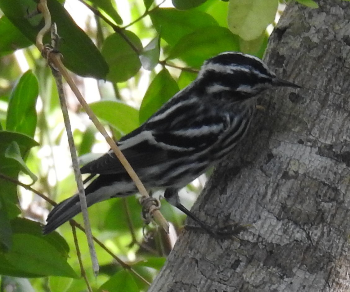 Black-and-white Warbler - Michael Weisensee