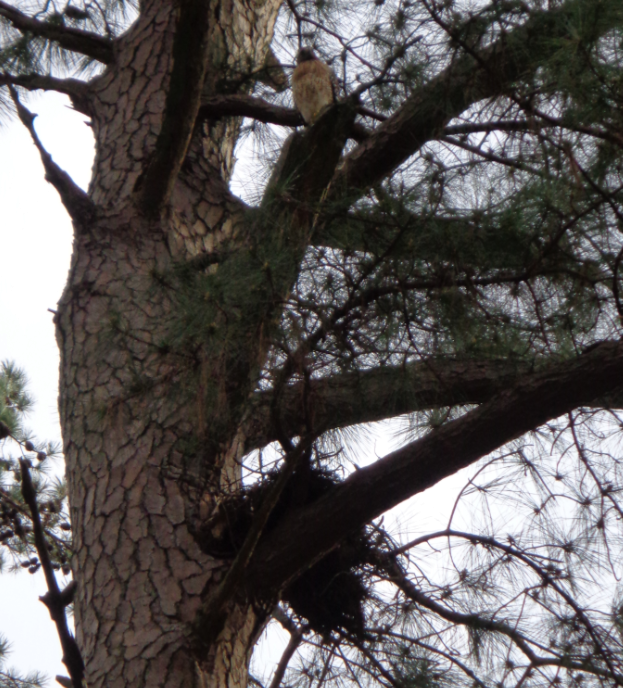 Red-shouldered Hawk - LynnErla Beegle