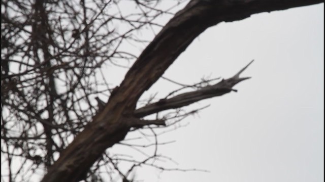 White-breasted Nuthatch - ML257002631