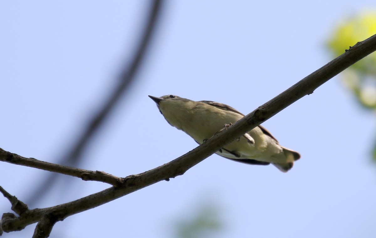 Cerulean Warbler - ML257003451