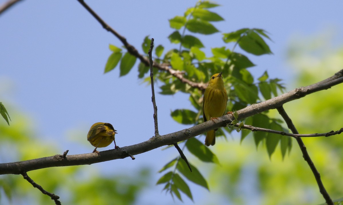Yellow Warbler (Northern) - ML257003691