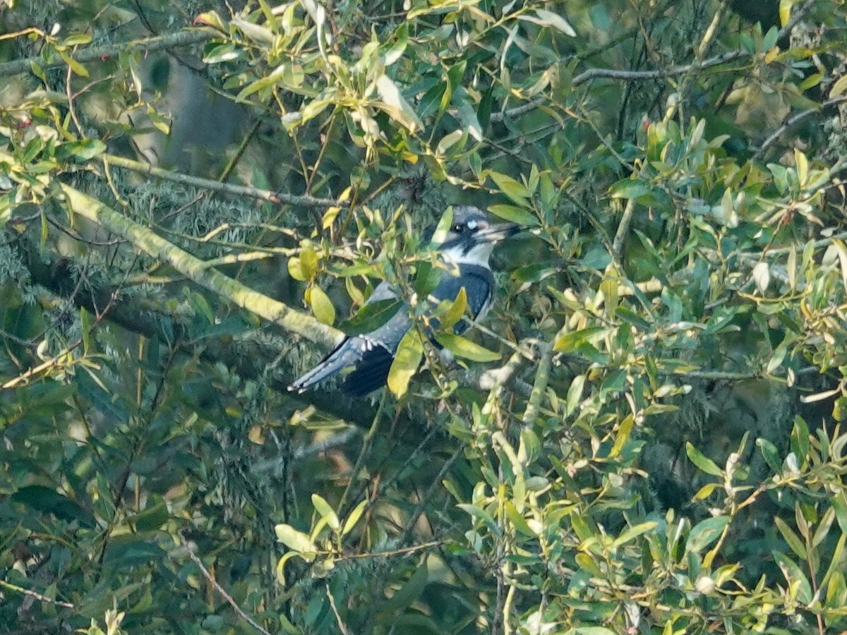 Belted Kingfisher - ML257003721