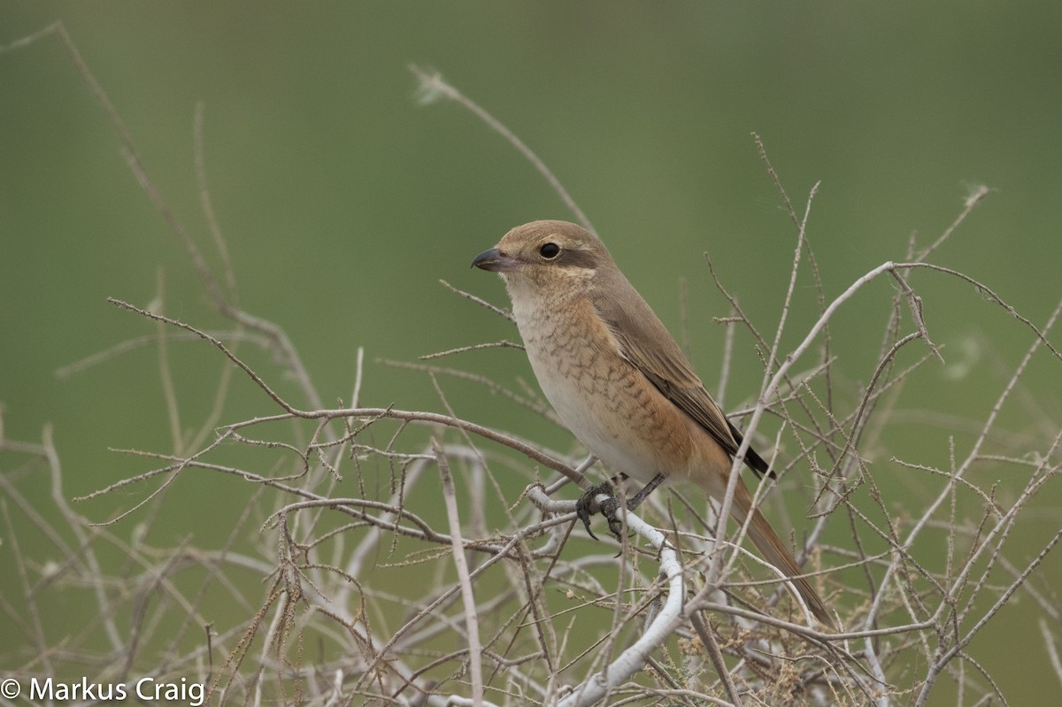 Isabelline Shrike (Daurian) - Markus Craig