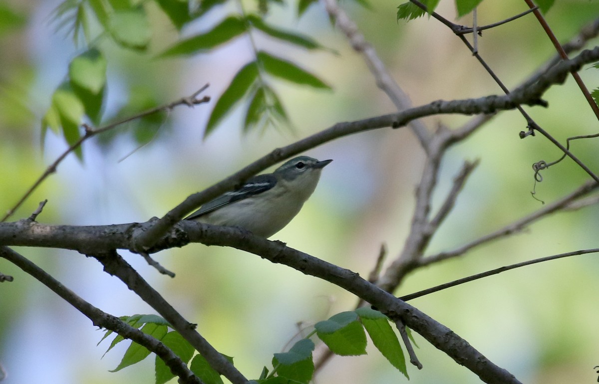 Blauwaldsänger - ML257003921